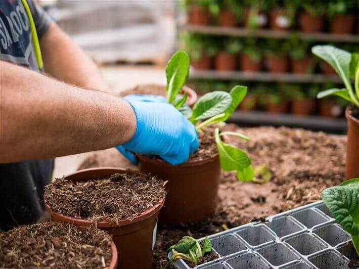 man with plants